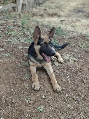 3-6 months Female Purebred German Shepherd