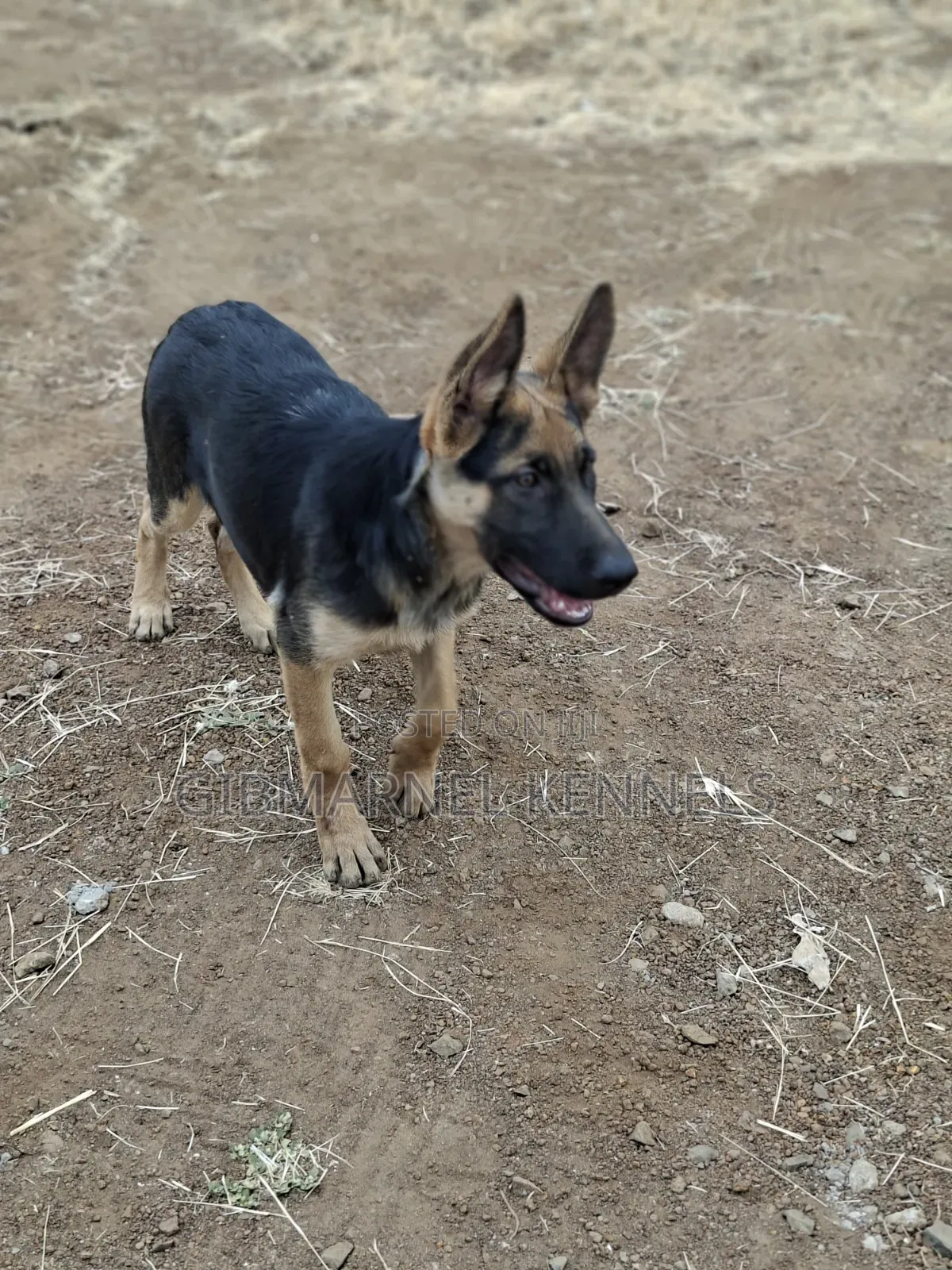 3-6 months Female Purebred German Shepherd
