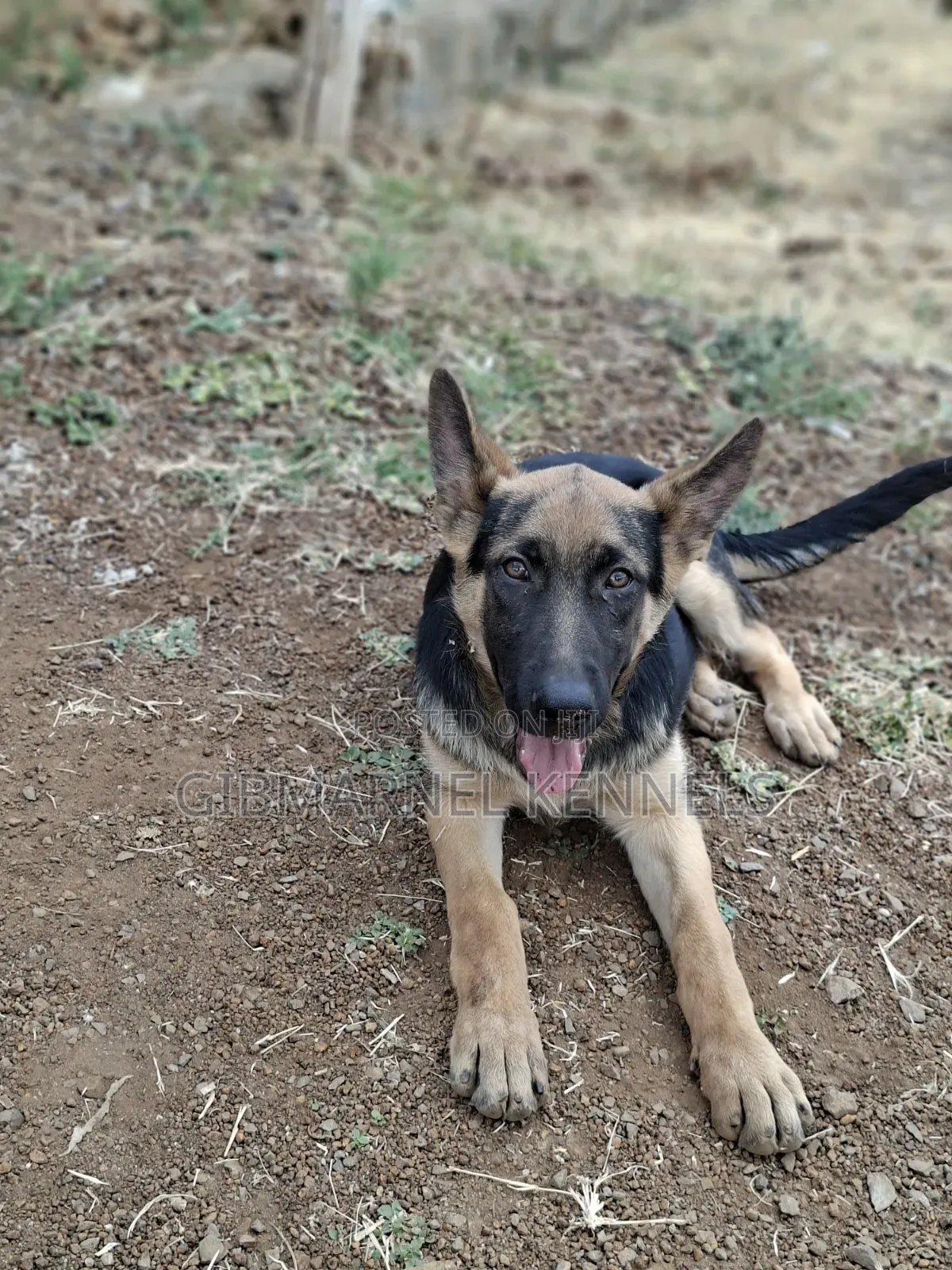 3-6 months Female Purebred German Shepherd