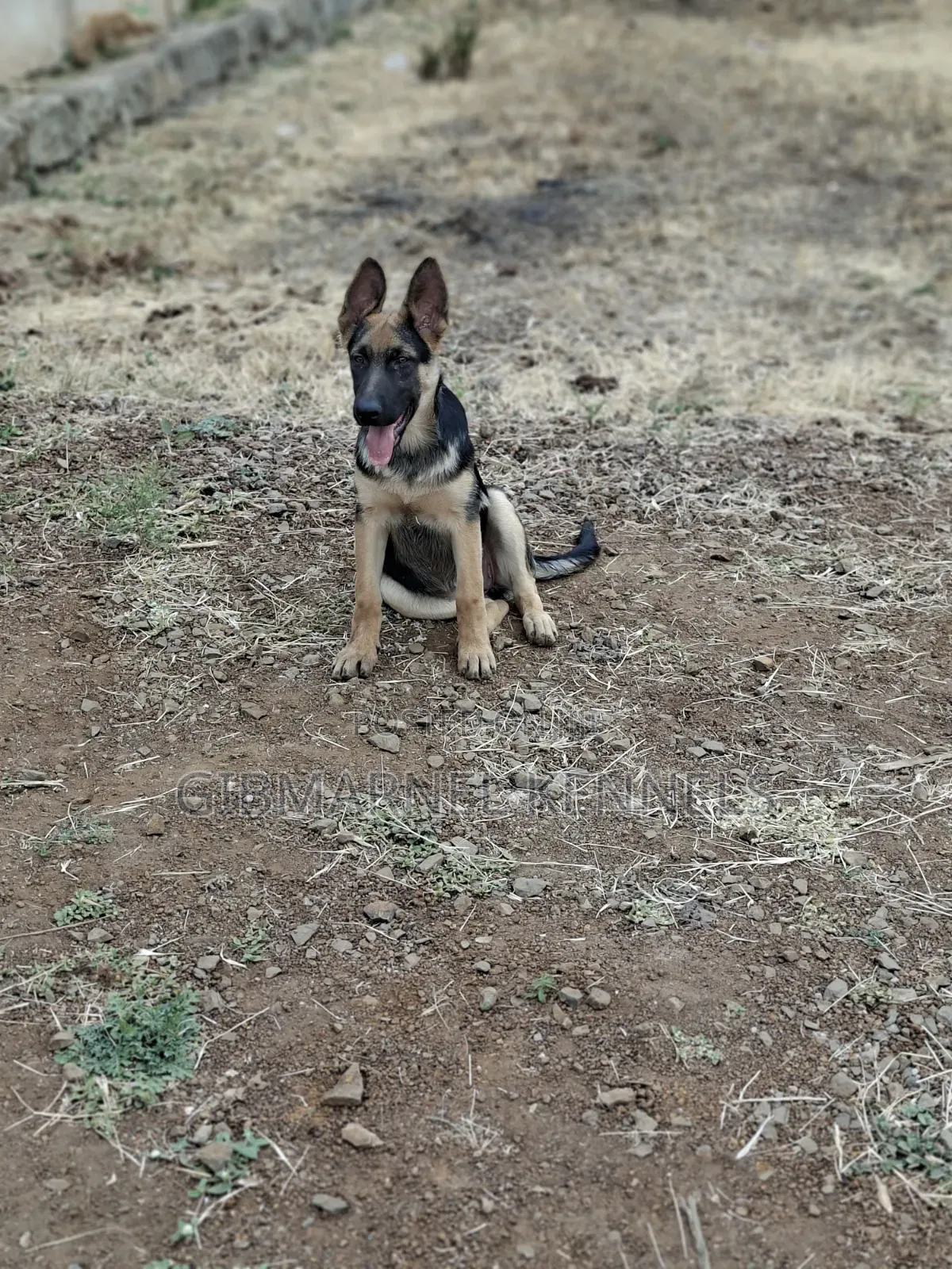 3-6 months Female Purebred German Shepherd