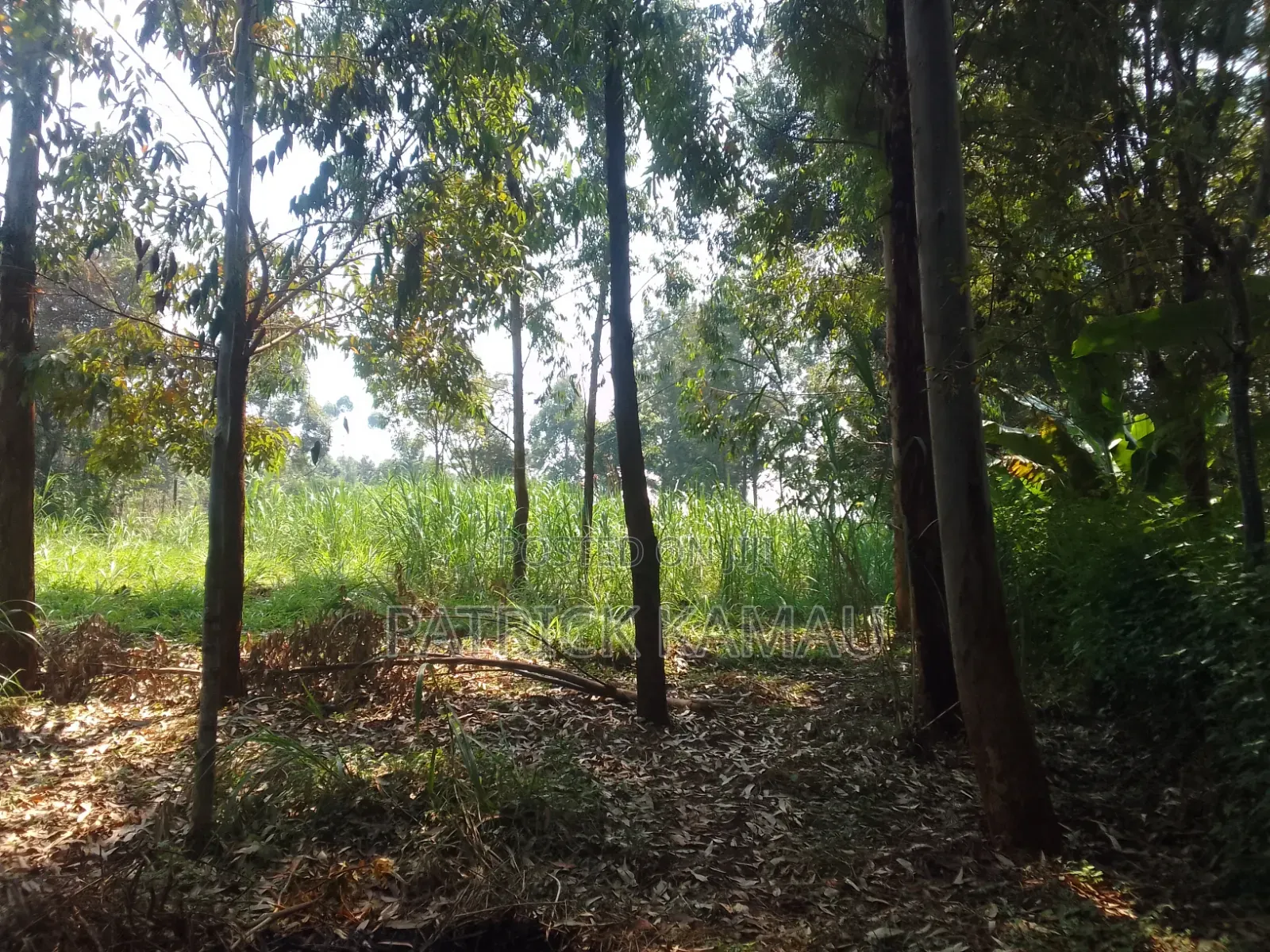 50*100 Plot Kiguaru Drive