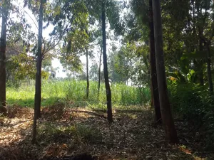 50*100 Plot Kiguaru Drive