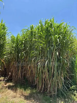 Juncao Napier Grass A.K.A Chinese Magic Grass