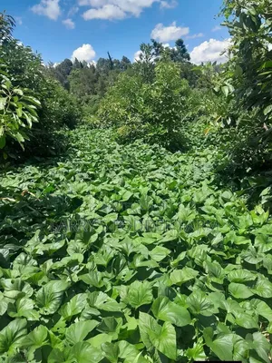 Super K Vines