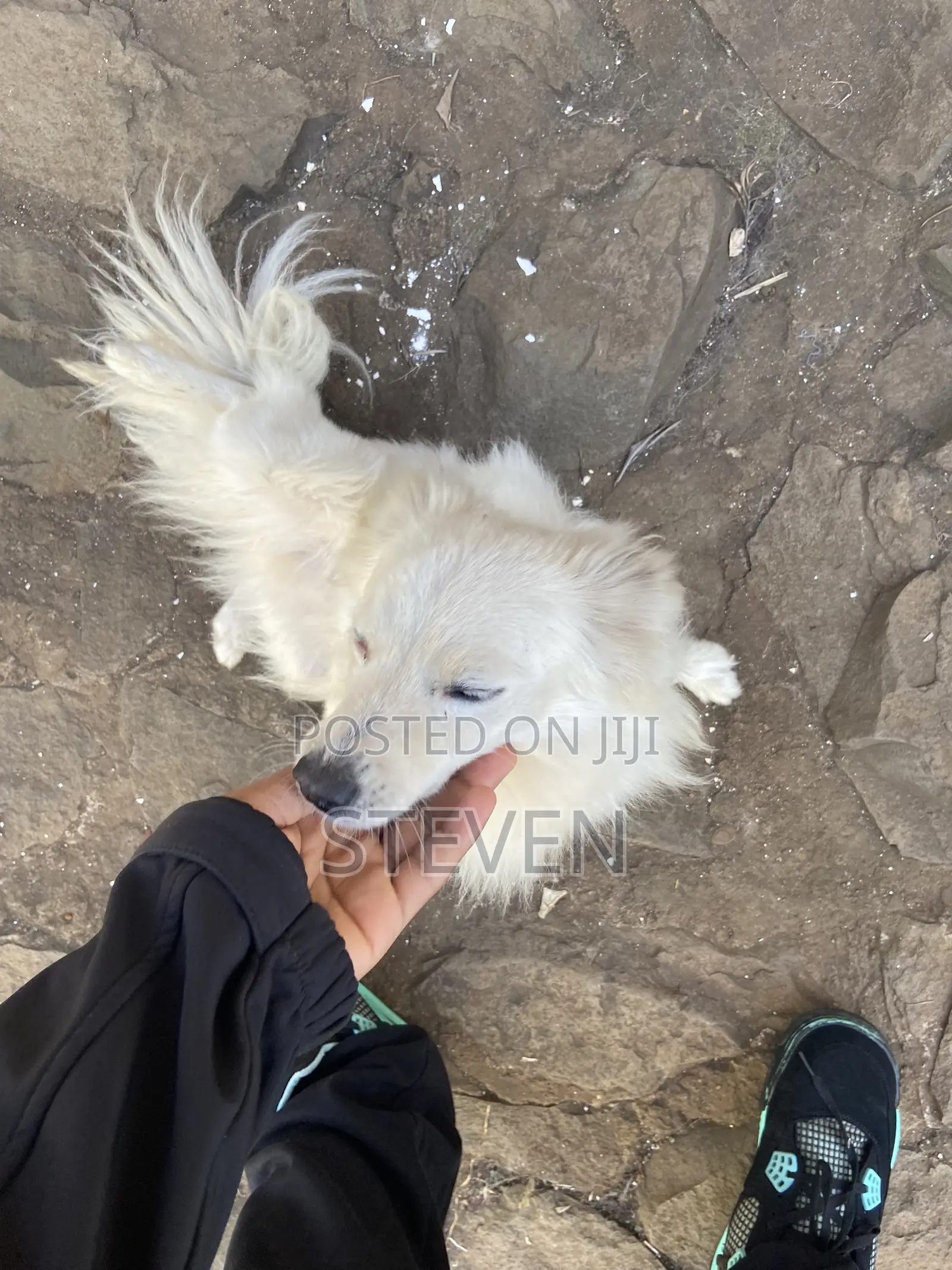 1+ year Male Mixed Breed American Eskimo