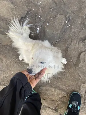 1+ year Male Mixed Breed American Eskimo