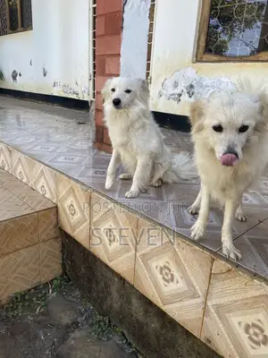 1+ year Male Mixed Breed American Eskimo