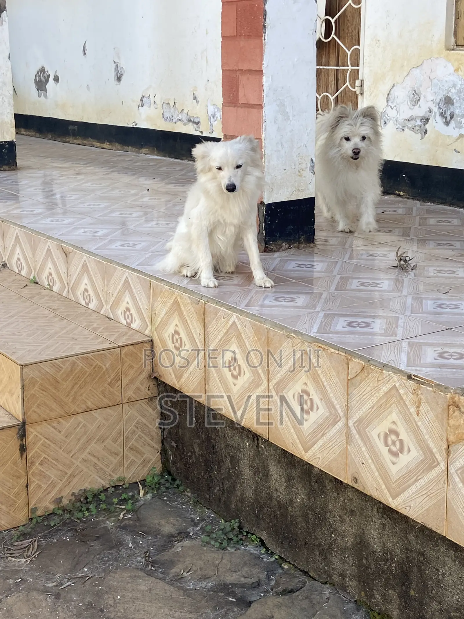 1+ year Male Mixed Breed American Eskimo