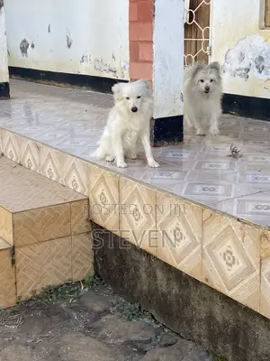1+ year Male Mixed Breed American Eskimo