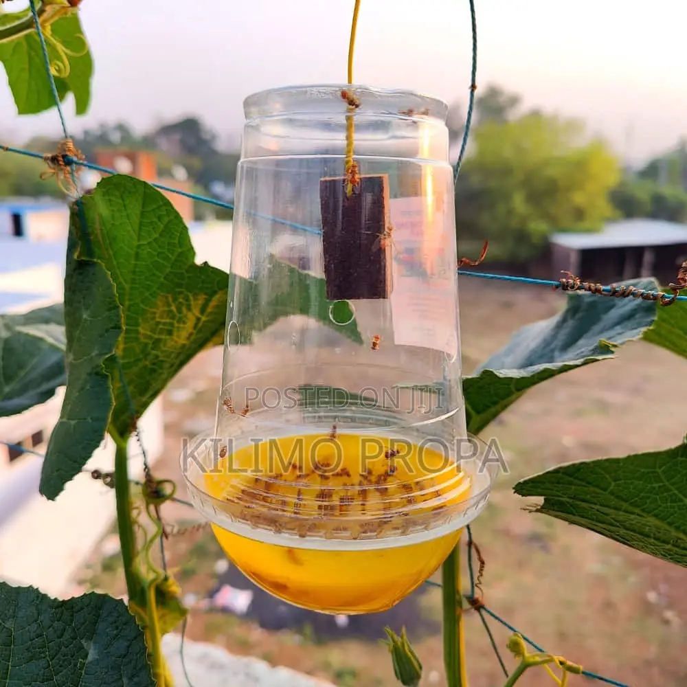 Fruit Fly Lure