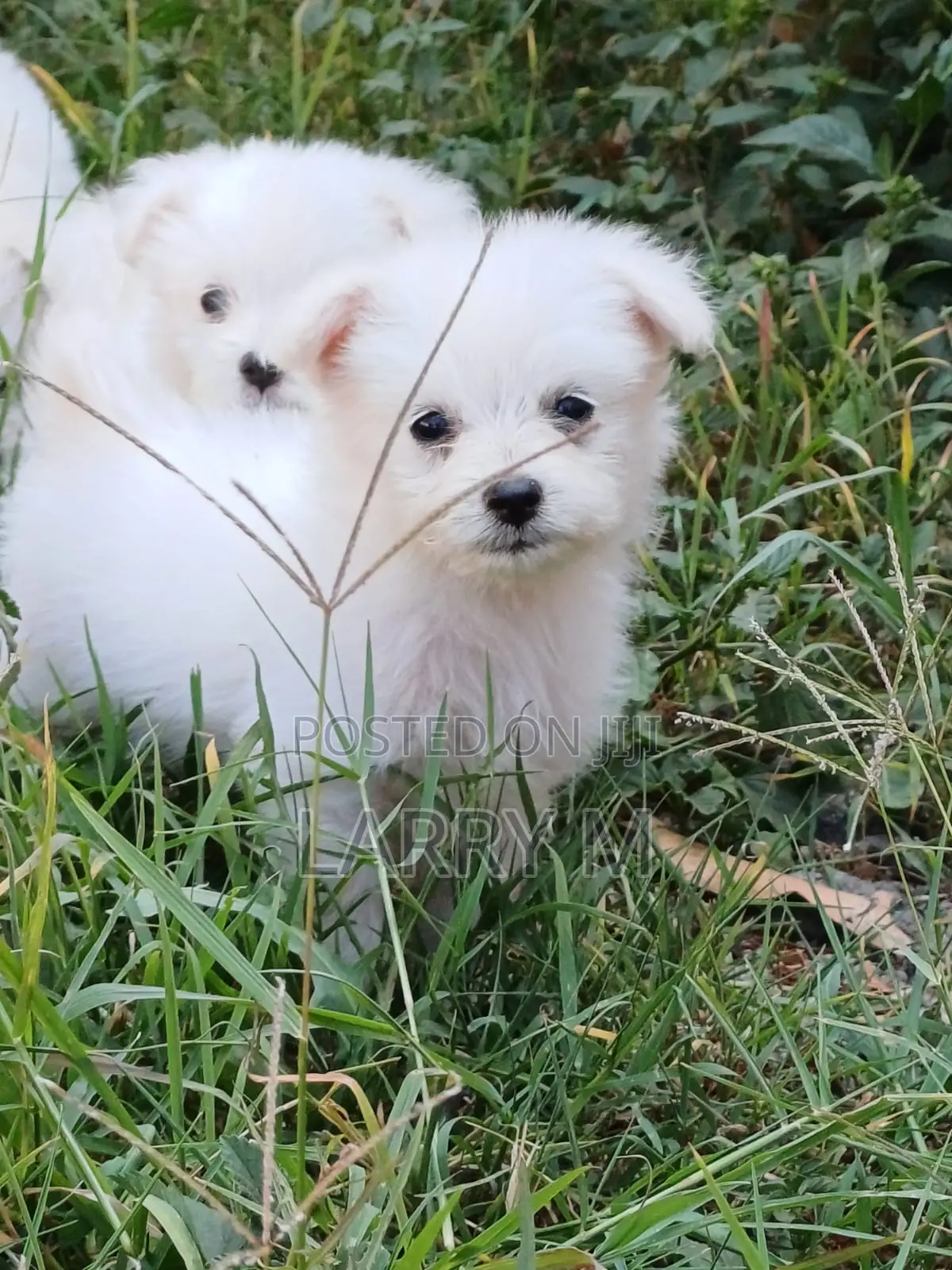 1-3 months Female Mixed Breed Chihuahua