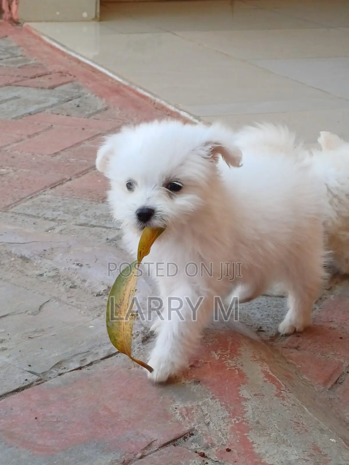 1-3 months Female Mixed Breed Chihuahua