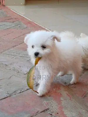 1-3 months Female Mixed Breed Chihuahua