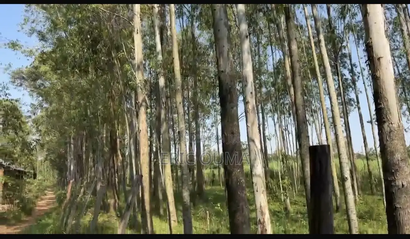 Trees for Sale