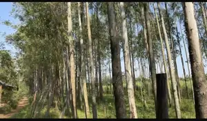 Trees for Sale