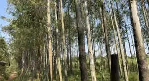 Trees for Sale