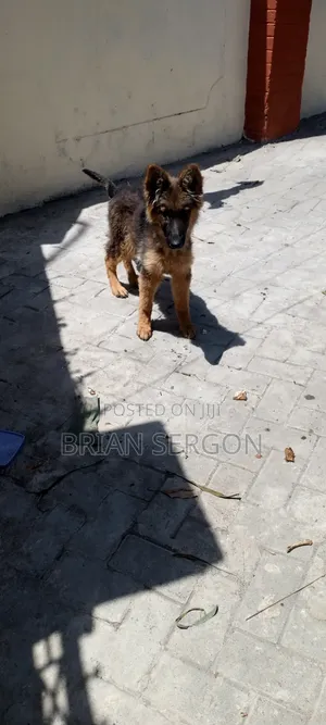 3-6 months Female Purebred German Shepherd