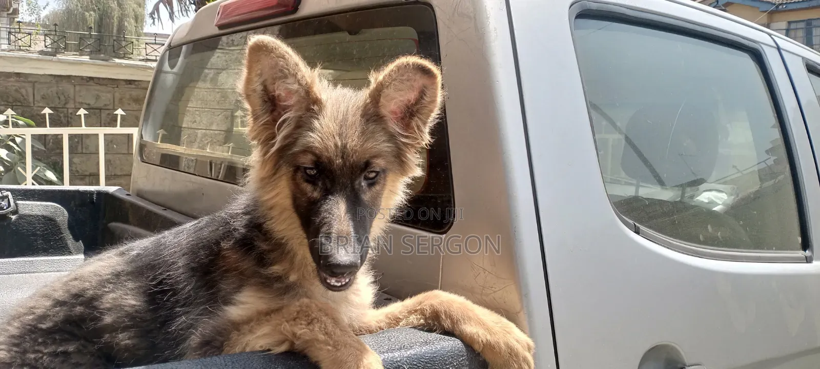 3-6 months Female Purebred German Shepherd