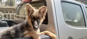 3-6 months Female Purebred German Shepherd