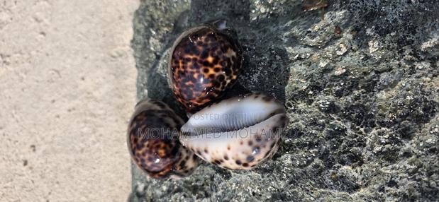 Sea Shells - thumbnail 2