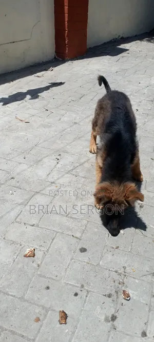 3-6 months Female Purebred German Shepherd