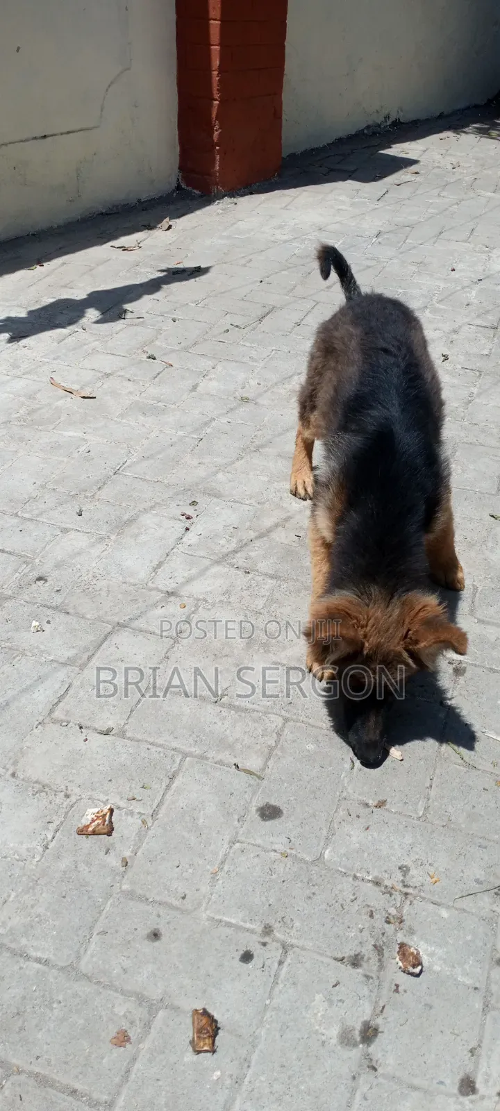 3-6 months Female Purebred German Shepherd