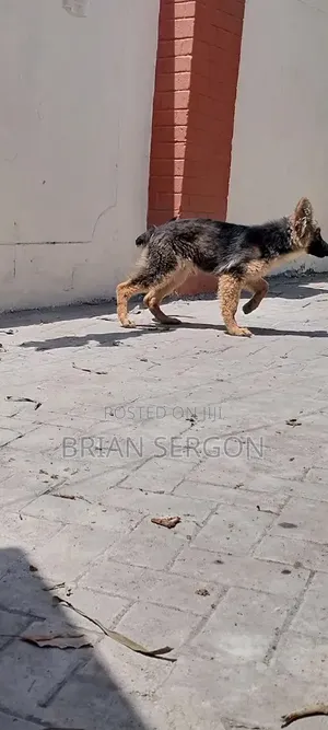 3-6 months Female Purebred German Shepherd