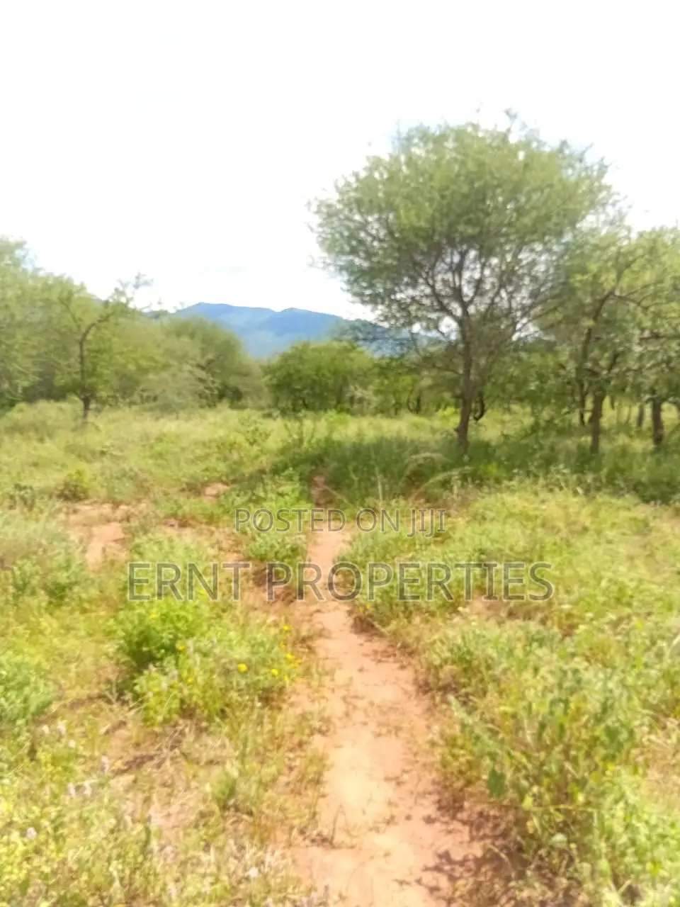 22.6 Acre Land for Sale in Maili Tisa