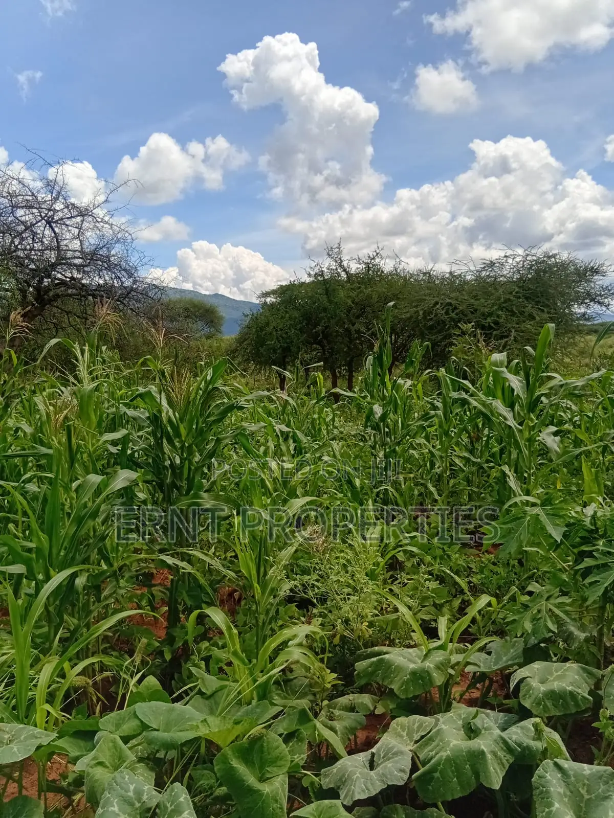 22.6 Acre Land for Sale in Maili Tisa