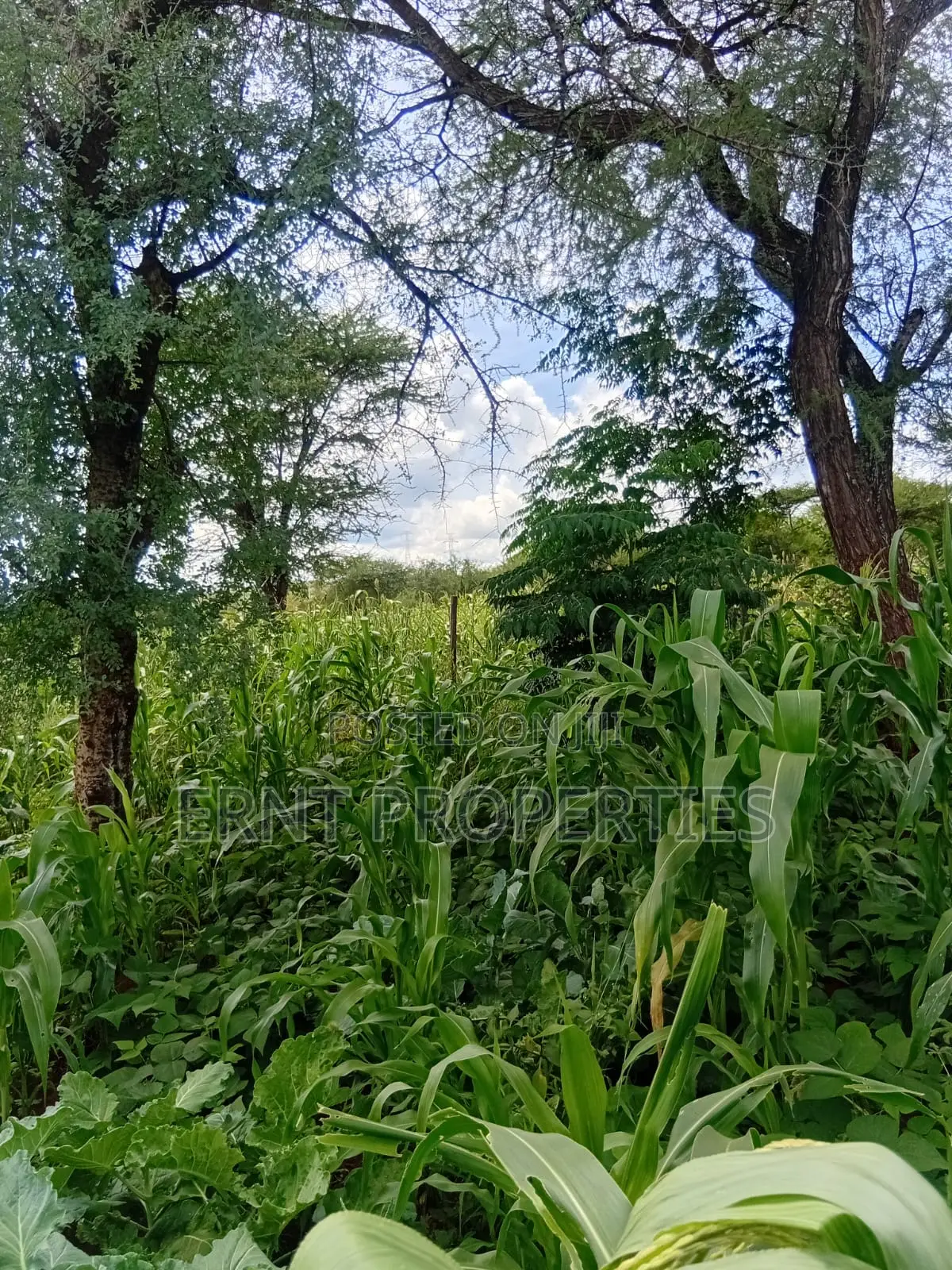 22.6 Acre Land for Sale in Maili Tisa
