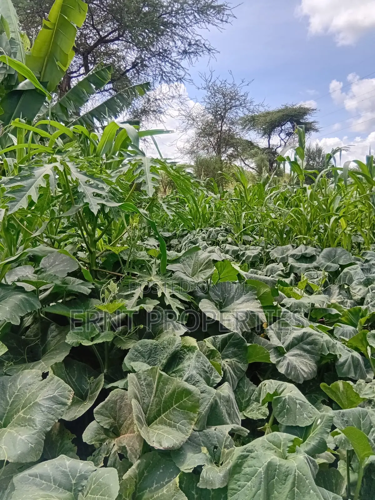 22.6 Acre Land for Sale in Maili Tisa