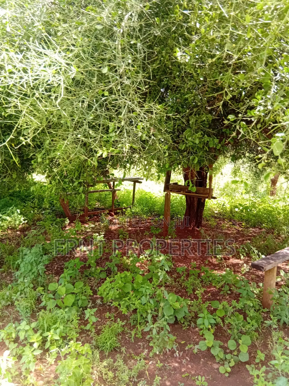 22.6 Acre Land for Sale in Maili Tisa