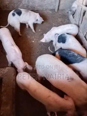 Pregnant Pigs and Piglets