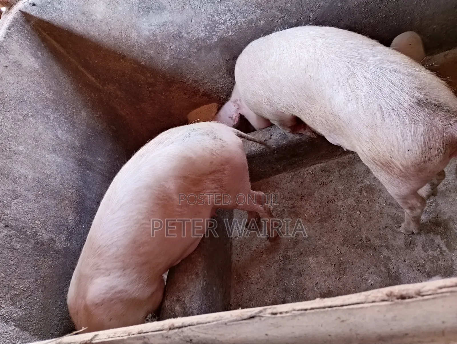 Pregnant Pigs and Piglets