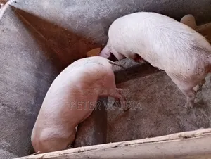 Pregnant Pigs and Piglets