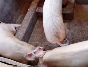 Pregnant Pigs and Piglets