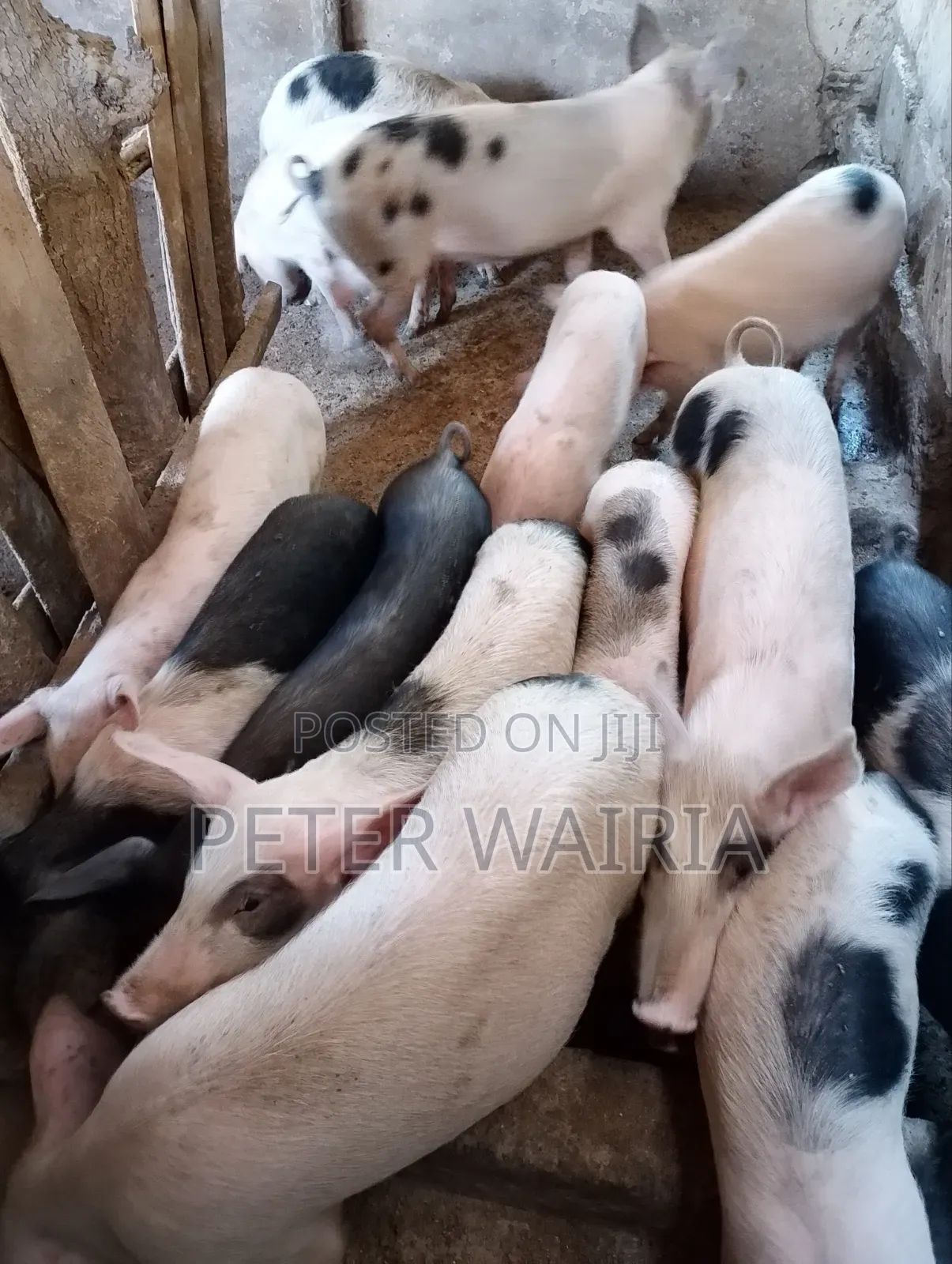 Pregnant Pigs and Piglets