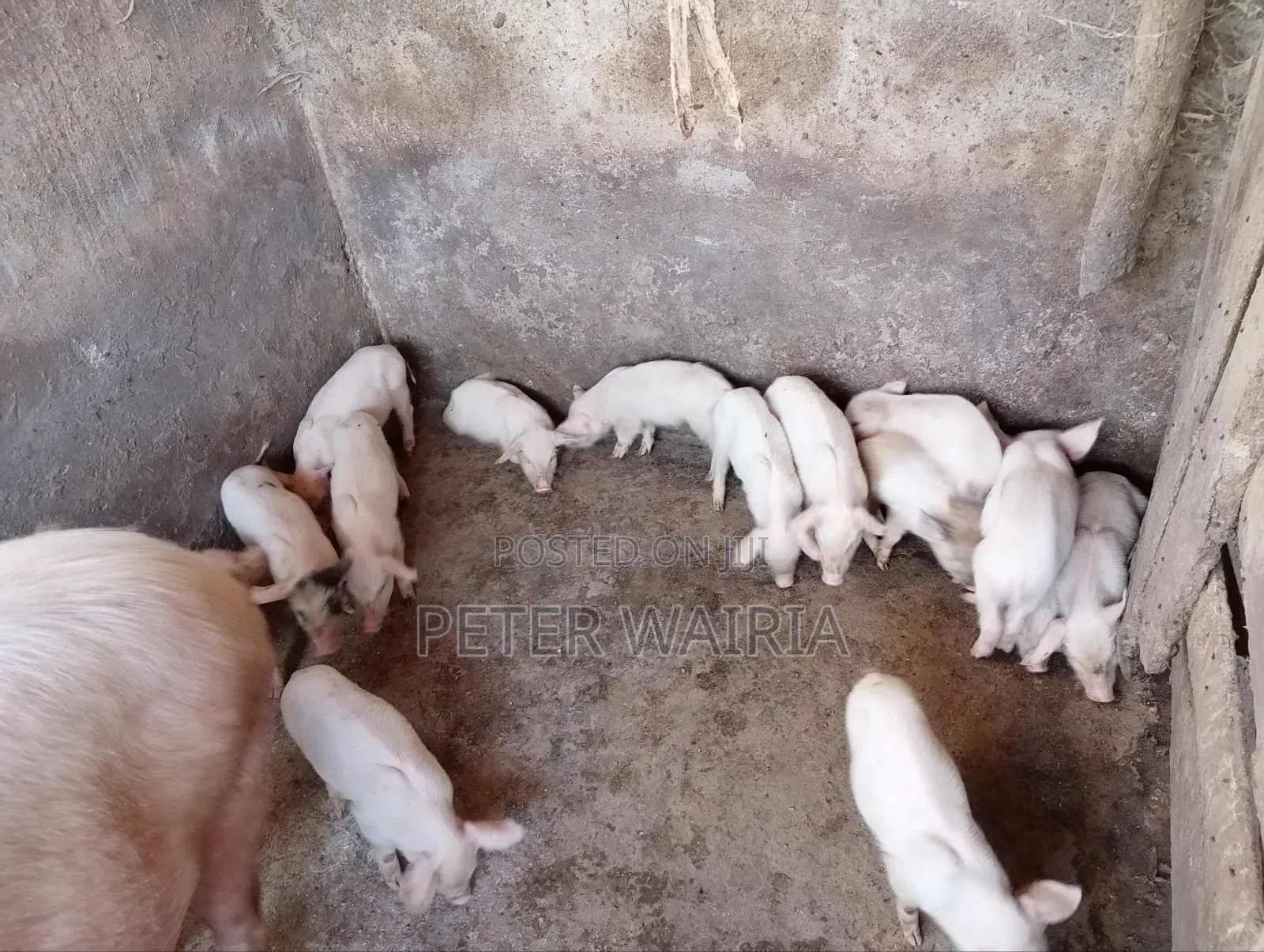 Pregnant Pigs and Piglets