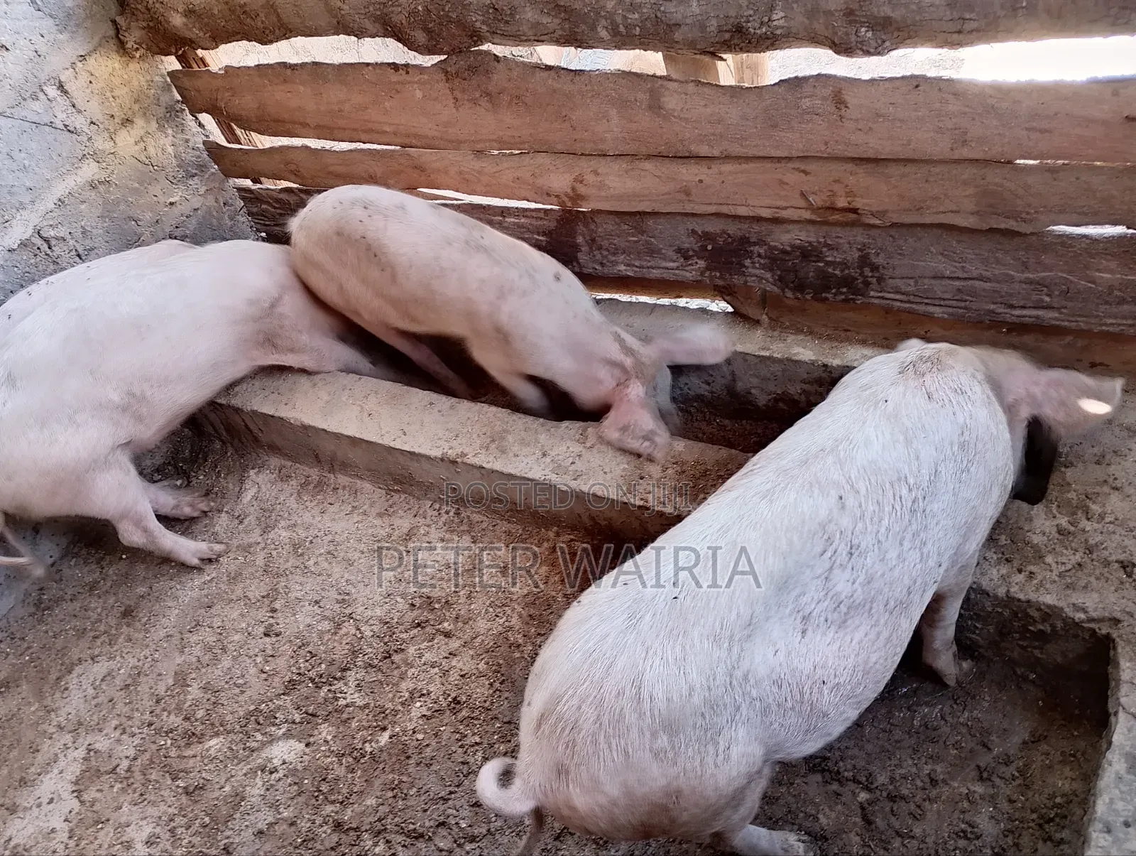Pregnant Pigs and Piglets