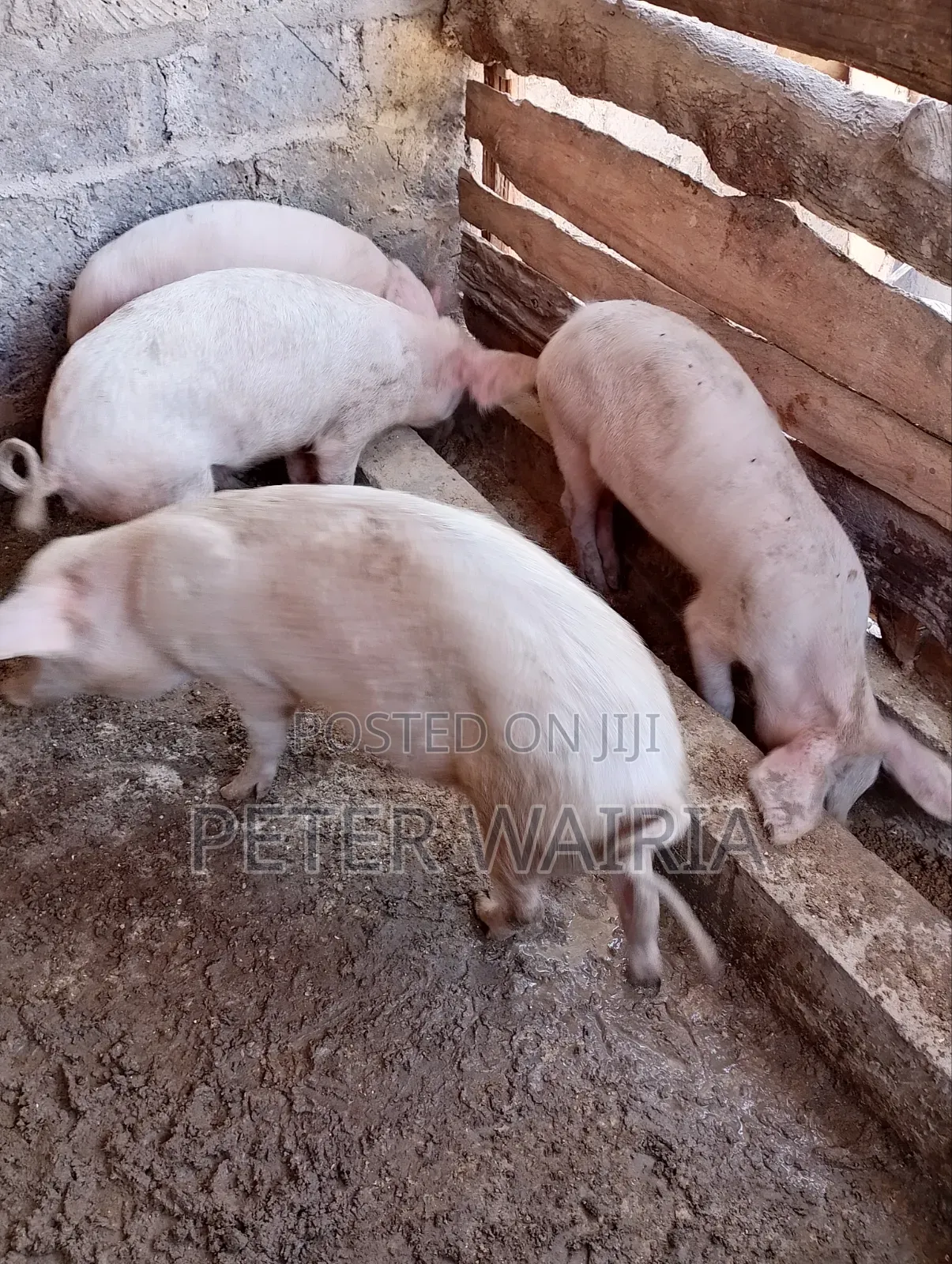 Pregnant Pigs and Piglets