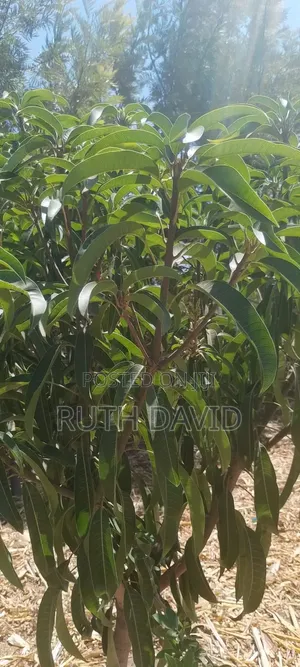 Land and Property for Sale