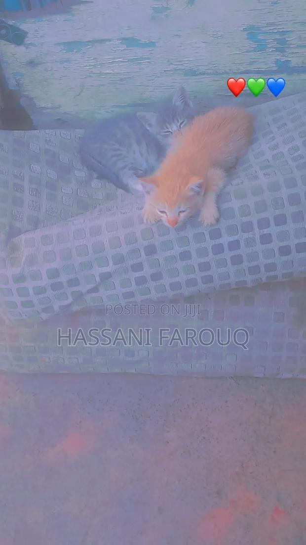 1-3 months Female Purebred Cat