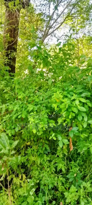 Parcel of Land