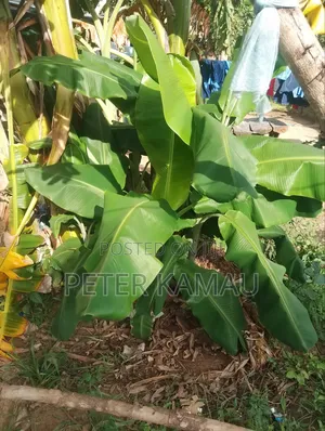 Parcel of Land