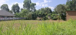 50 by 100 TUUTI Wanangali