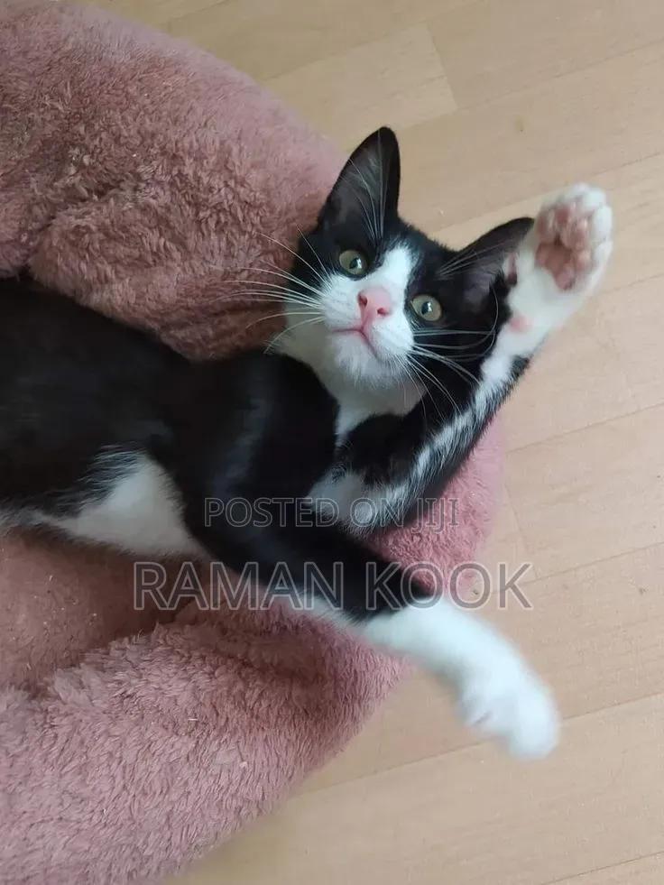 3-6 months Male Mixed Breed Tabby