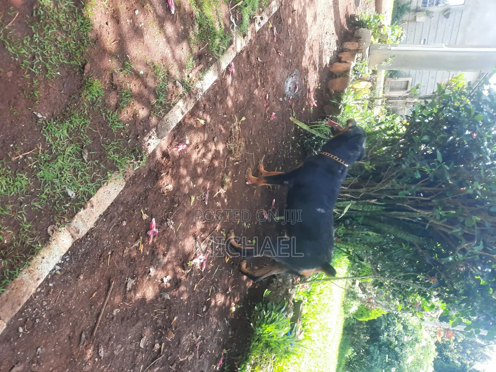 1+ year Female Purebred Rottweiler