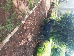 1+ year Female Purebred Rottweiler