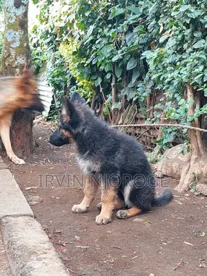 1-3 months Male Purebred German Shepherd
