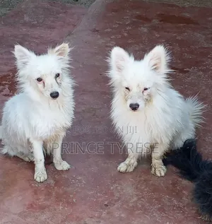 3-6 months Male Purebred Japanese Spitz
